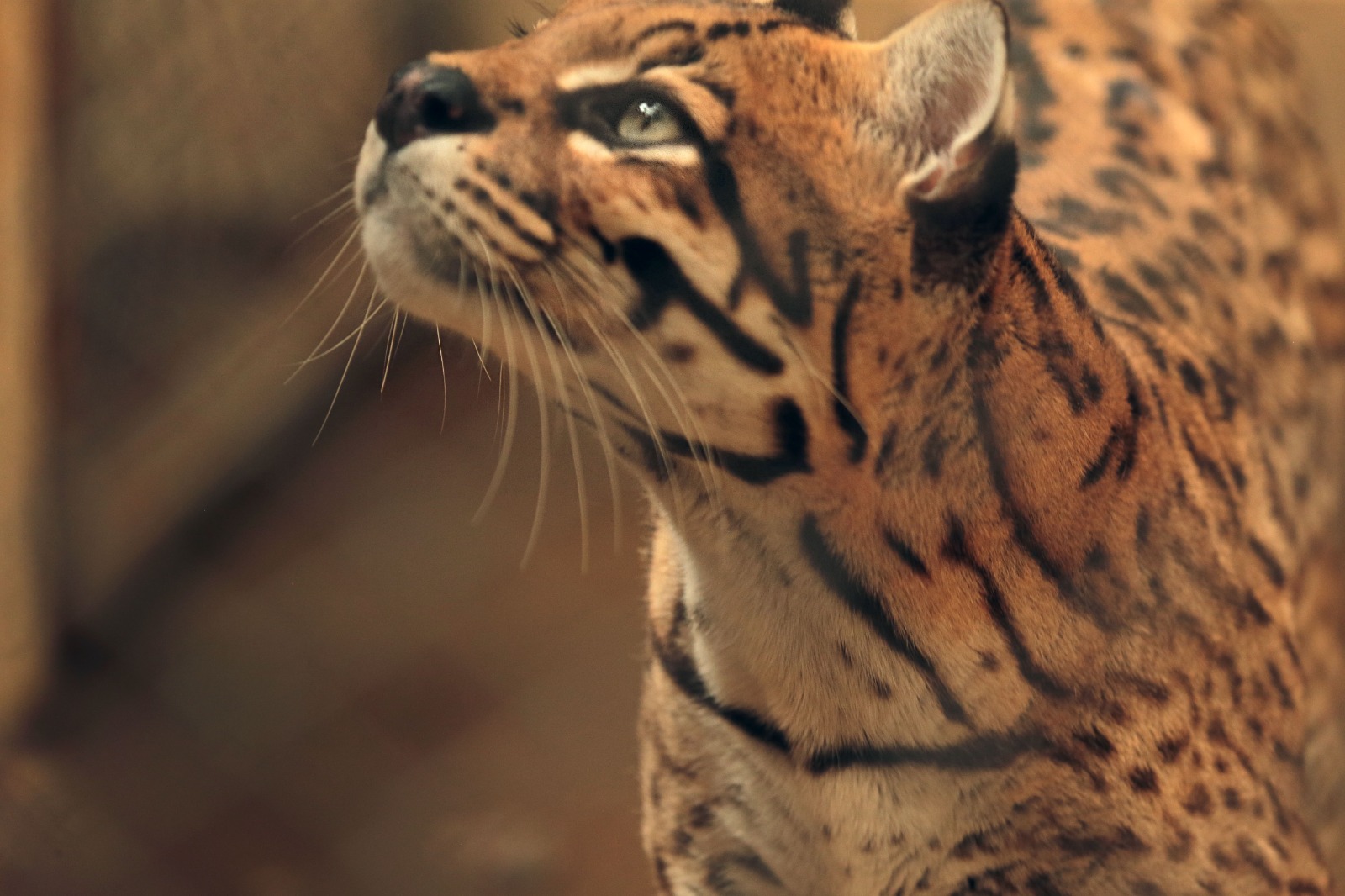 zoologico-tera-programacao-especial-para-os-pequenos-no-domingo-de-dia-das-criancas