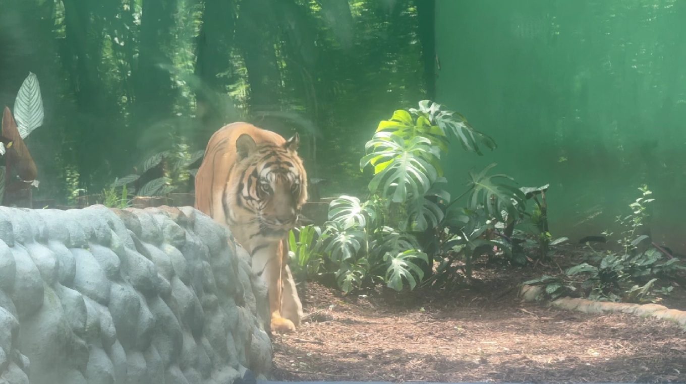 zoologico-de-cascavel-inaugura-novo-recinto-para-felinos