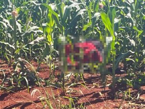 corpo-com-marcas-de-tiros-e-encontrado-em-milharal-em-sao-miguel-do-iguacu