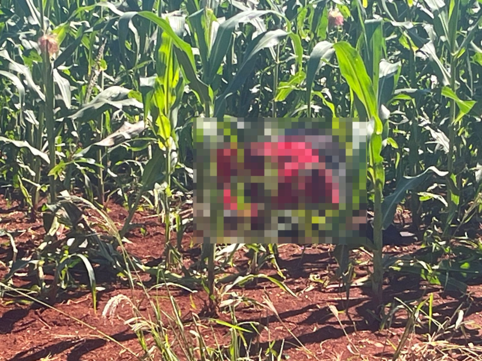 corpo-com-marcas-de-tiros-e-encontrado-em-milharal-em-sao-miguel-do-iguacu