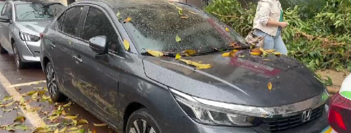 arvore-cai-e-atinge-parabrisa-de-carrro-no-centro-de-cascavel