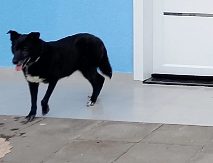 familia-procura-cadela-desaparecida-no-loteamento-bella-vitta,-em-cascavel