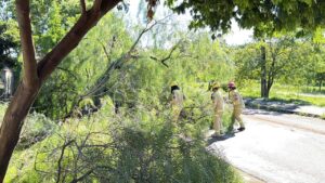 arvore-de-grande-porte-cai-e-interdita-parcialmente-via-no-bairro-santa-cruz