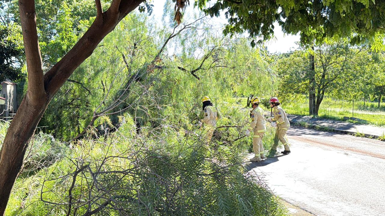 arvore-de-grande-porte-cai-e-interdita-parcialmente-via-no-bairro-santa-cruz