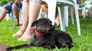 curitiba,-londrina-e-maringa-vao-ganhar-pracas-com-espaco-pet