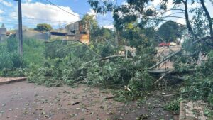 arvore-cai-e-bloqueia-rua-no-bairro-14-de-novembro,-em-cascavel
