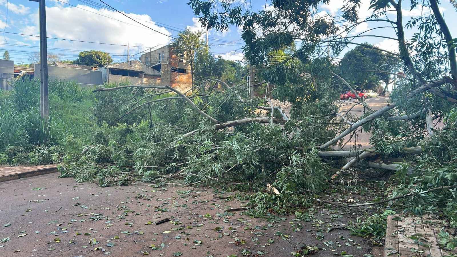 arvore-cai-e-bloqueia-rua-no-bairro-14-de-novembro,-em-cascavel
