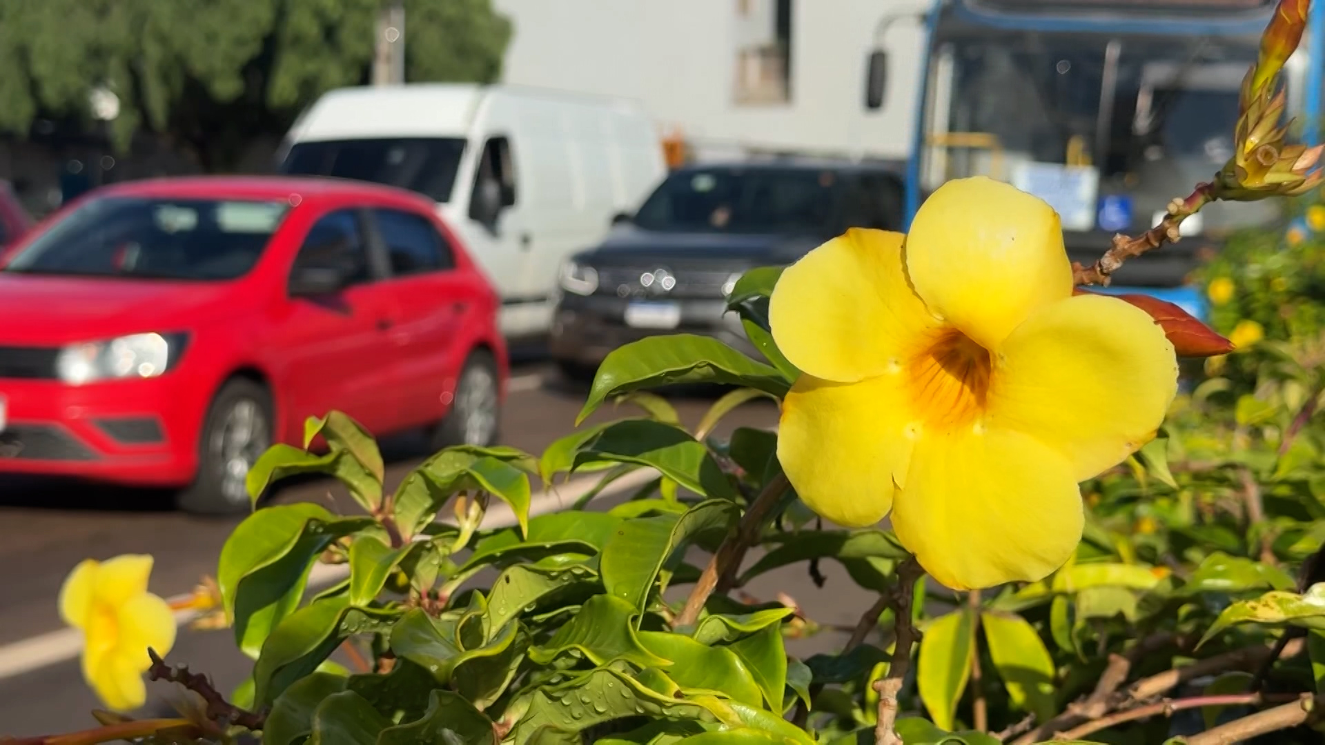 maio-amarelo-reforca-importancia-da-atencao-no-transito-em-cascavel
