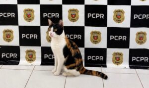 policia-civil-recupera-gato-furtado-e-devolve-a-tutora-em-cascavel