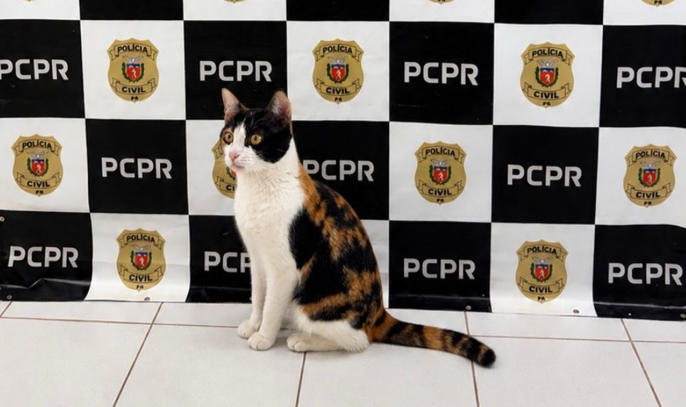 policia-civil-recupera-gato-furtado-e-devolve-a-tutora-em-cascavel