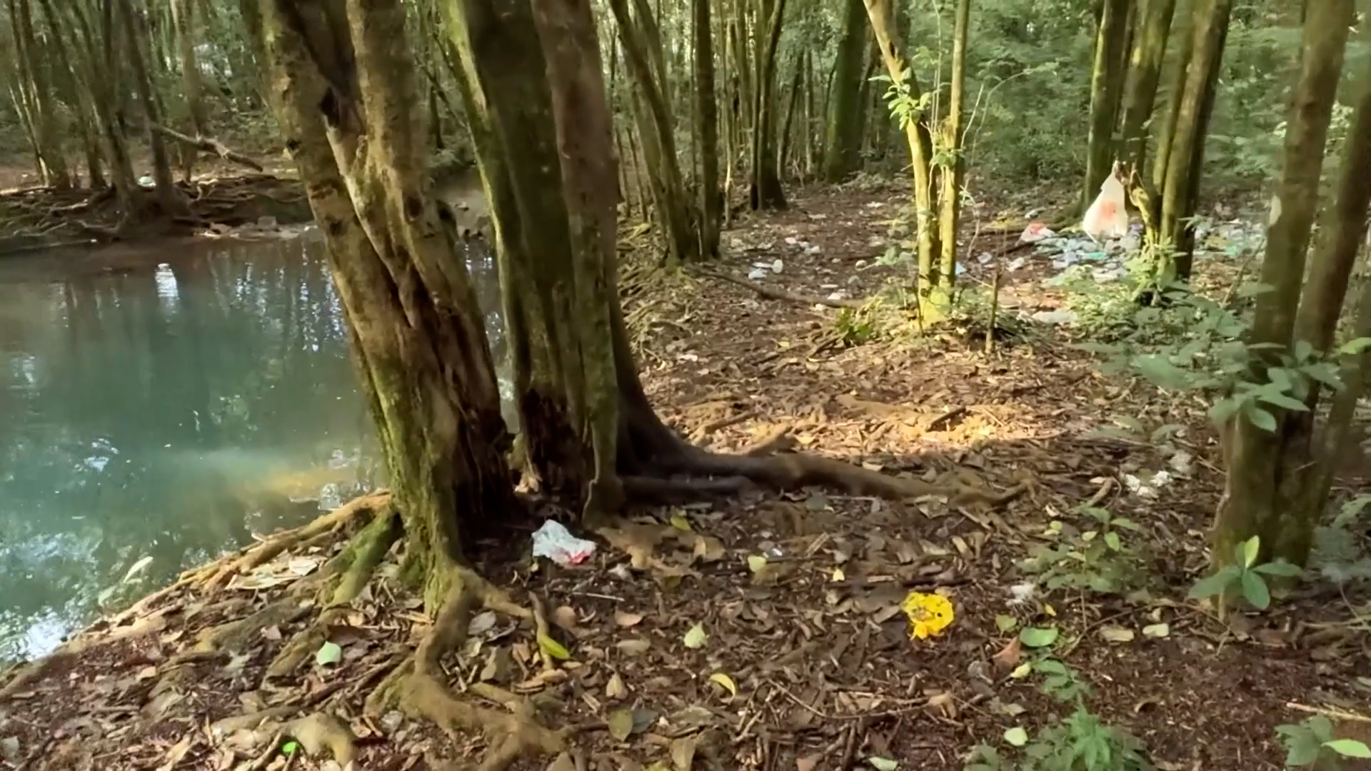 moradores-denunciam-abandono-em-area-de-mata-proxima-ao-lago-de-cascavel