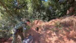 policia-militar-participa-da-soltura-de-17-animais-silvestres-reabilitados-no-parana