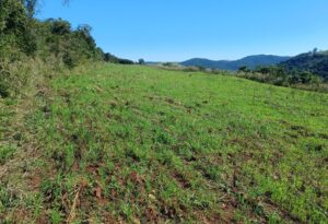 policia-ambiental-multa-proprietario-em-r$-22-mil-por-desmatamento-ilegal-no-norte-do-parana