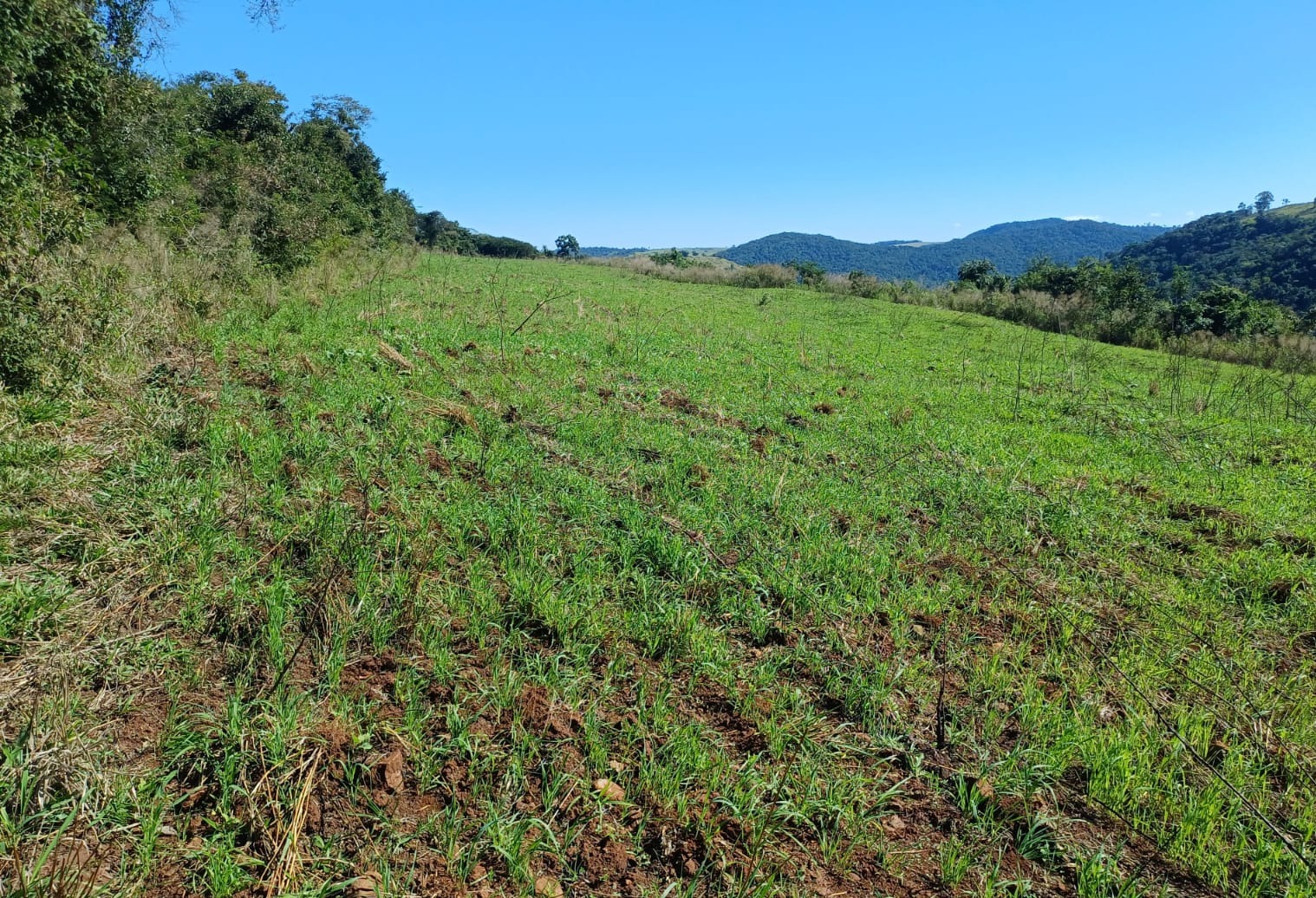 policia-ambiental-multa-proprietario-em-r$-22-mil-por-desmatamento-ilegal-no-norte-do-parana