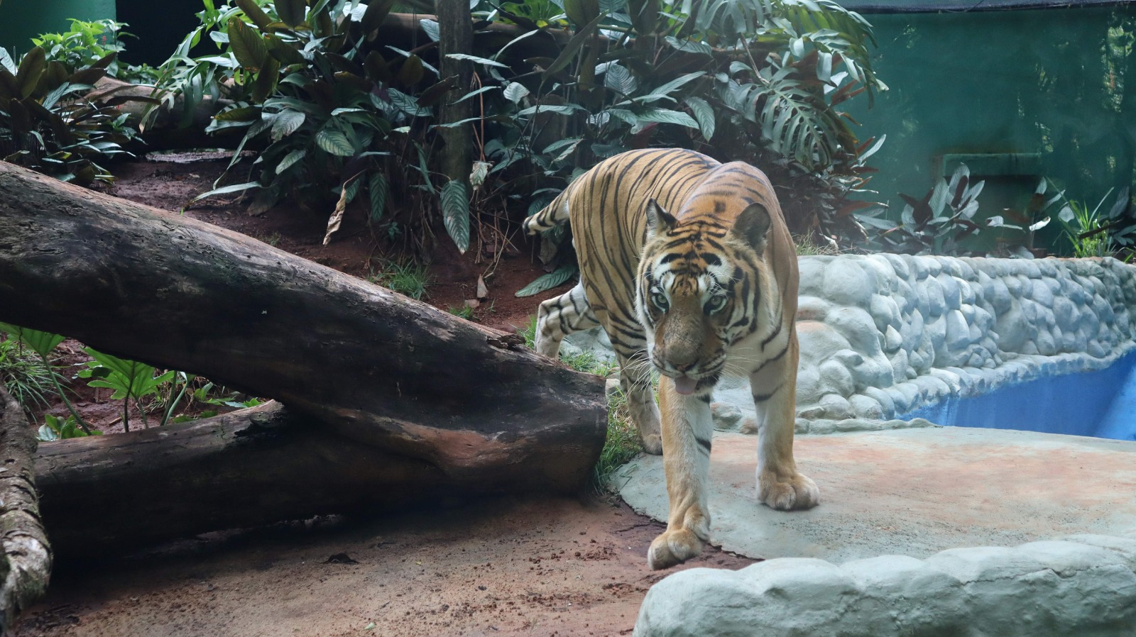 aos-16-anos,-tigre-hu-recebe-cuidados-intensificados-no-zoologico-de-cascavel