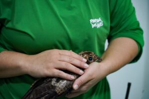 parque-das-aves-realiza-transplante-de-penas-em-ave-resgatada