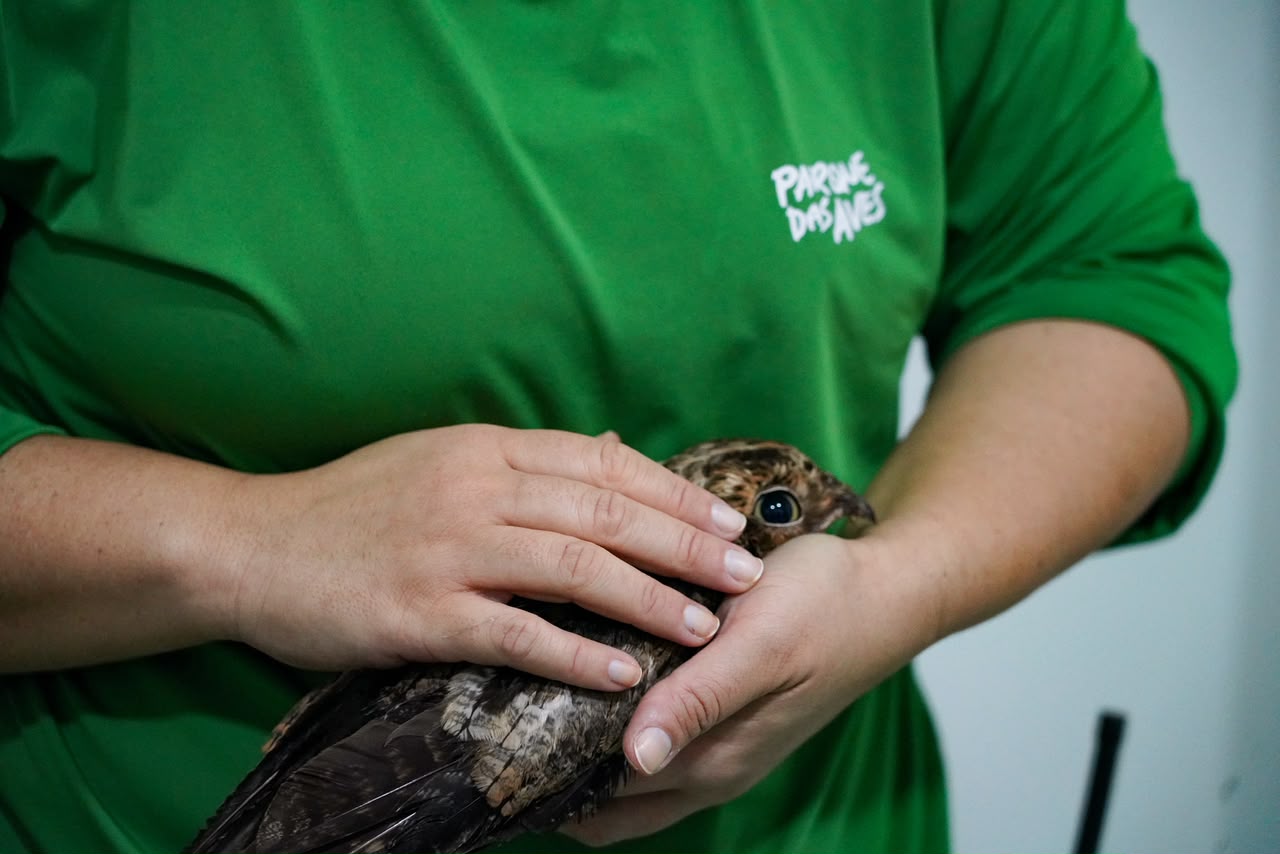 parque-das-aves-realiza-transplante-de-penas-em-ave-resgatada