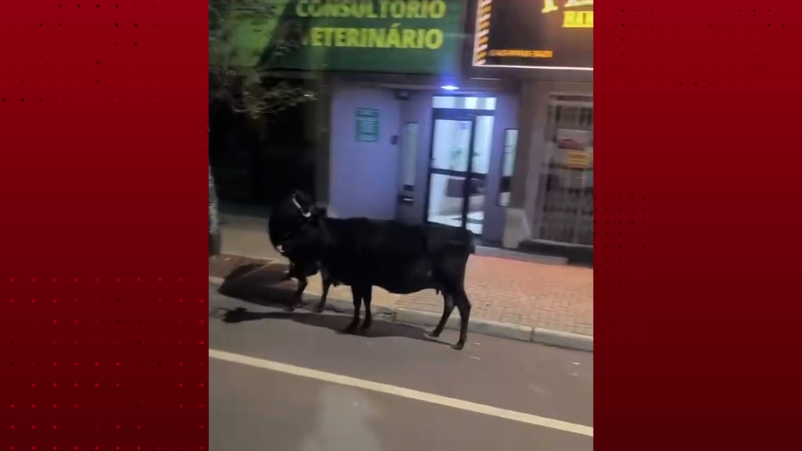 vacas-dao-uma-“passadinha”-no-veterinario-durante-passeio-noturno-em-cascavel
