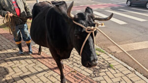 apos-passeio-pela-carlos-gomes,-vacas-voltam-para-casa-em-seguranca