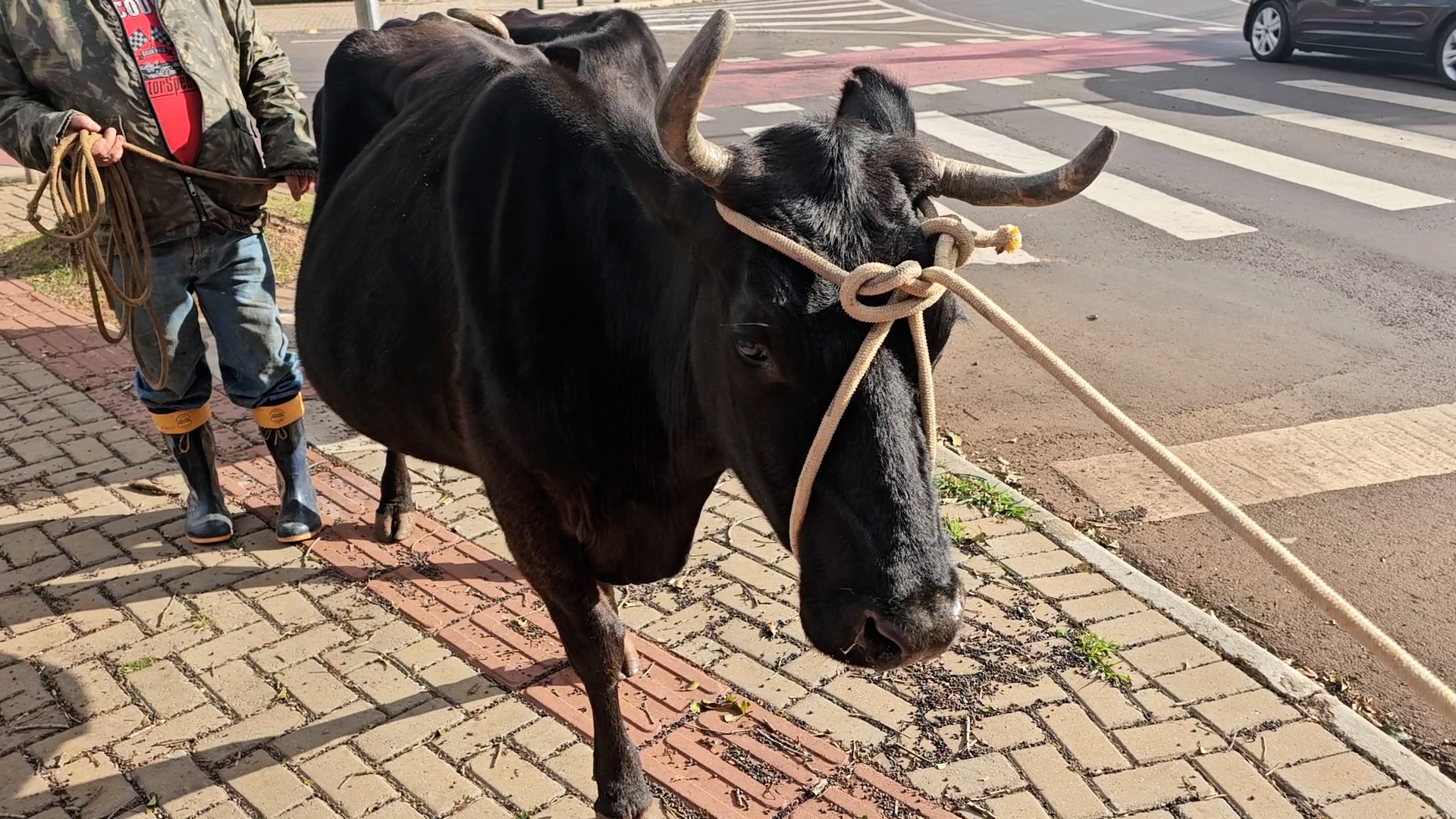 apos-passeio-pela-carlos-gomes,-vacas-voltam-para-casa-em-seguranca