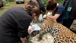 onca-pintada-do-parque-nacional-do-iguacu-surpreende-cientistas-com-resistencia-a-doencas