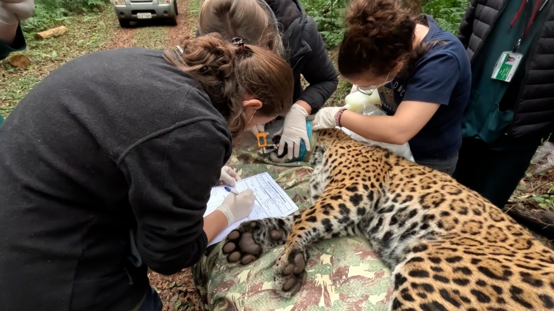 onca-pintada-do-parque-nacional-do-iguacu-surpreende-cientistas-com-resistencia-a-doencas
