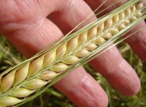 rs-perde-reinado-enquanto-goias-e-minas-disputam-futuro-da-cevada-no-brasil