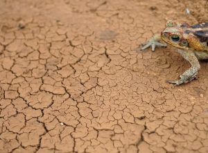 governo-federal-reconhece-a-situacao-de-emergencia-em-54-cidades