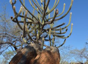 trajetoria-politica-do-nordeste-e-marcada-por-controle-de-oligarquias