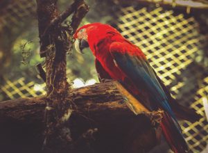 programacao-especial-em-alusao-ao-dia-das-criancas-no-zoologico-sera-antecipada-para-sabado