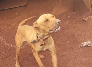 patrulha-ambiental-resgata-pitbull-em-situacao-de-maus-tratos-em-cascavel