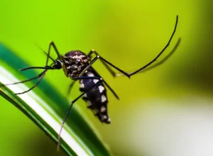 prefeitura-de-cascavel-realiza-ultimo-liraa-de-2025-e-mantem-alerta-contra-dengue