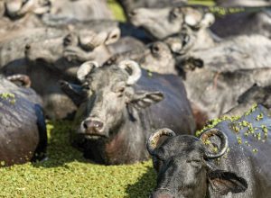fazendeiro-planeja-criar-“universidade-do-bufalo”-na-ilha-de-marajo