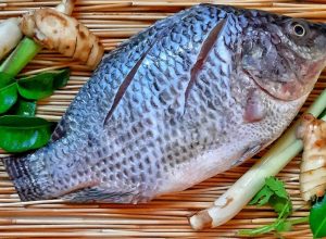 parana-teme-impactos-caso-tilapia-seja-considerada-especie-invasora