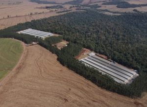 gtf-inaugura-unidade-de-producao-de-ovos-no-parana