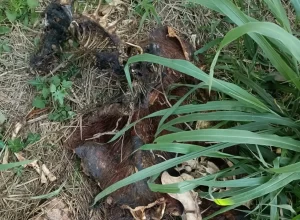 policia-civil-investiga-morte-de-capivara-encontrada-proxima-a-lago-em-ponta-grossa