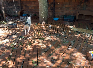terreno-que-tinha-mais-de-50-caes-abandonados-em-meio-ao-lixo-comeca-a-receber-limpeza