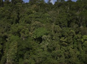 trilha-na-amazonia,-com-460-km,-sera-inaugurada-na-cop30