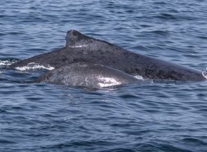 salvador-registra-aumento-na-observacao-de-baleias-jubarte
