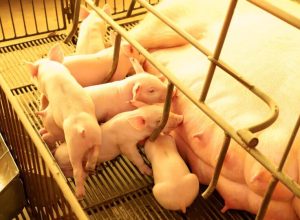 a-cidade-que-reune-o-maior-rebanho-suino-do-brasil-com-quase-1-milhao-de-animais