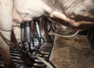 produtores-de-leite-protestam-no-parana-e-cobram-medidas-para-conter-crise-no-setor