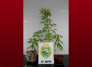 homem-e-preso-por-violencia-domestica-e-cultivo-de-maconha-em-cascavel