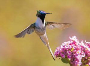 embrapa-estuda-revegetar-areas-degradadas-pela-mineracao-em-mg