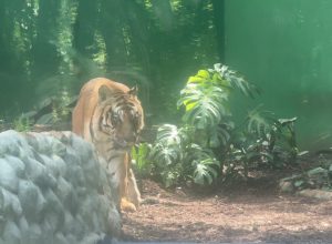 zoologico-de-cascavel-inaugura-novo-recinto-para-felinos
