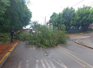temporal-causa-alagamentos-e-quedas-de-arvores-em-toledo