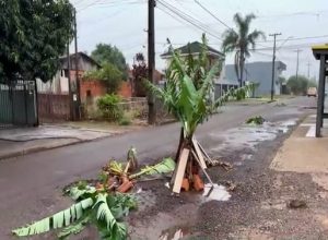 moradores-plantam-arvores-em-buracos-de-rua-no-bairro-veneza,-em-cascavel