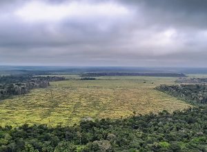 stf-suspende-todos-os-processos-do-pais-sobre-moratoria-da-soja 