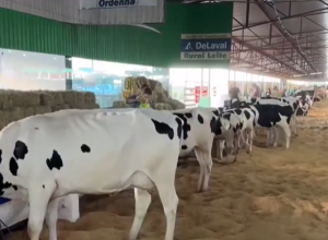 expovel-2025-comeca-com-entrada-gratuita-e-programacao-repleta-de-atracoes-em-cascavel