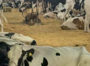 44a-expovel-sedia-encontro-de-produtores-de-leite-nesta-sexta-feira