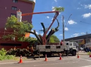 porco-espinho-e-resgatado-apos-ser-encontrado-em-arvore-no-centro-de-cascavel